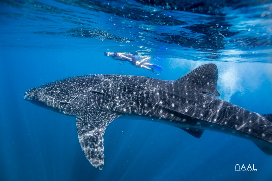 whale shark photographer